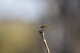 Vumbura Dragonfly